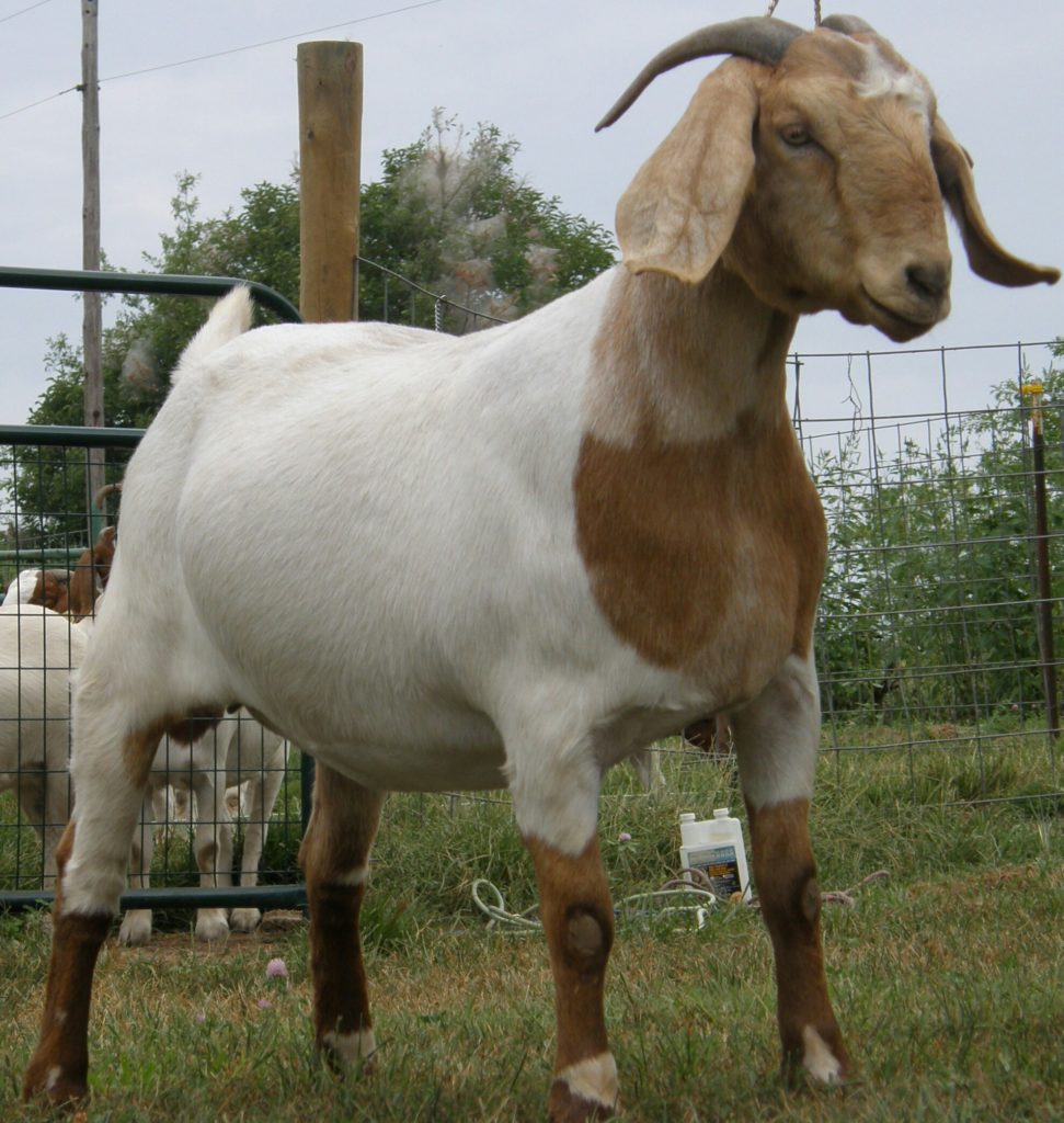 big-goat
