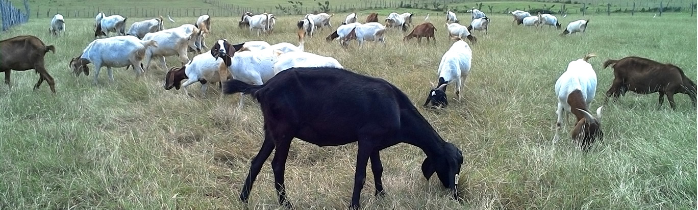 sheep-goats-banner